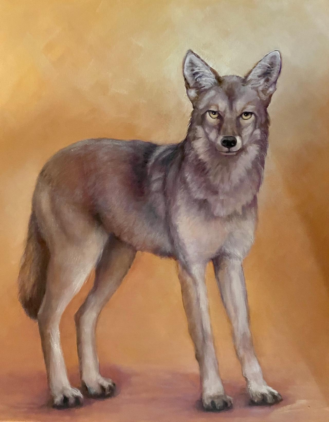 Oil painting of coyote.. Painted by Carol Williamson.