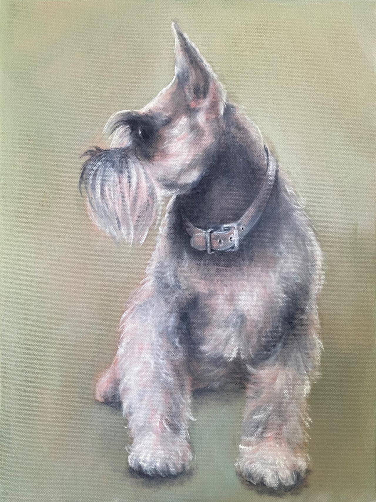 Oil painting of a schnauzer.. Painted by Carol Williamson.